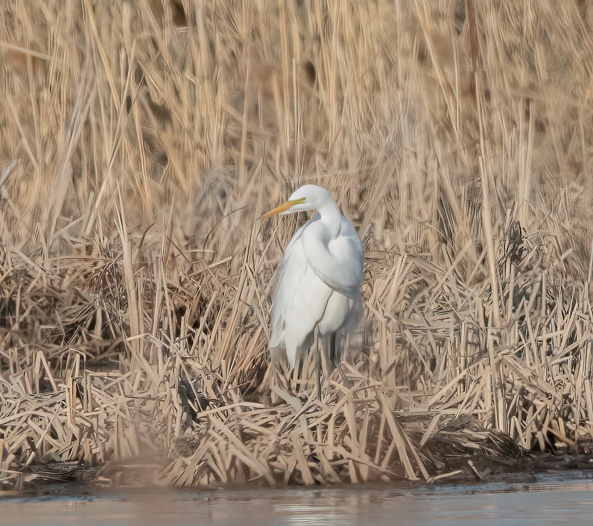 eBird Checklist - 13 Apr 2023 - Arboretum, Parcs de la Frayère et des ...