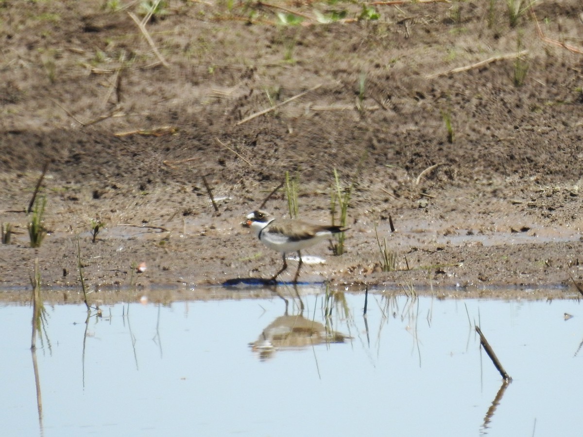 Semipalmated Plover - ML559178451