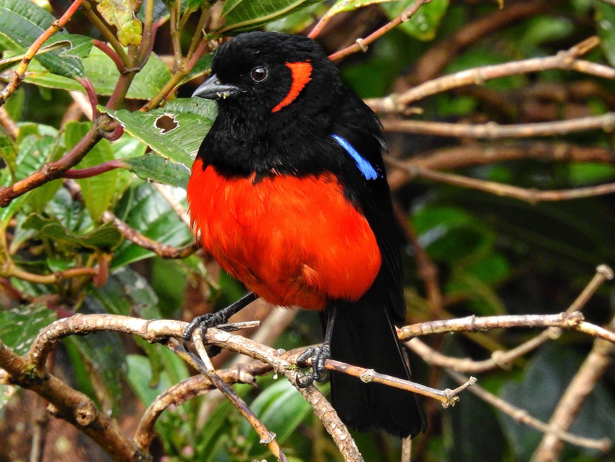 Scarlet-bellied Mountain Tanager - ML559179331