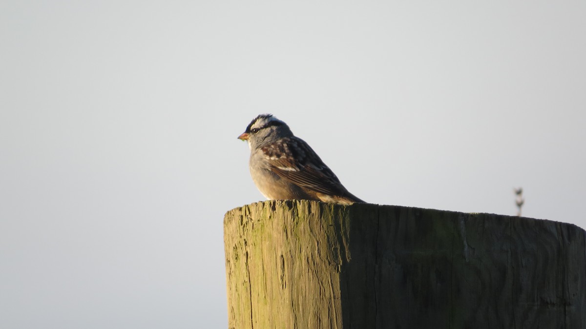 White-crowned Sparrow - ML55918311
