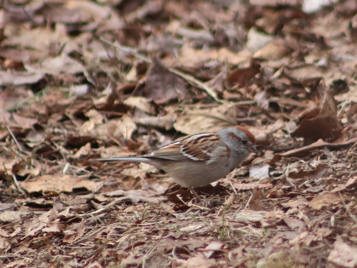 American Tree Sparrow - ML559183371