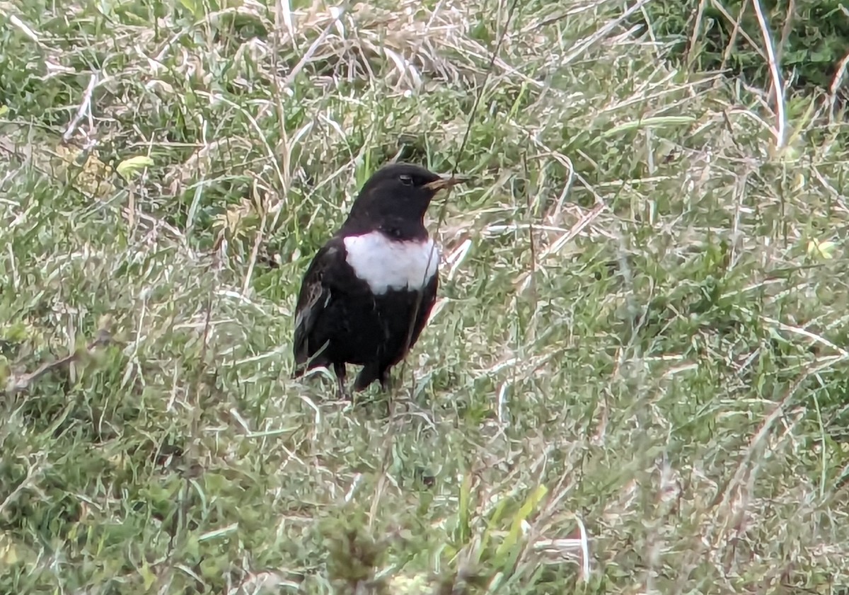 Ring Ouzel (Northern) - ML559183761