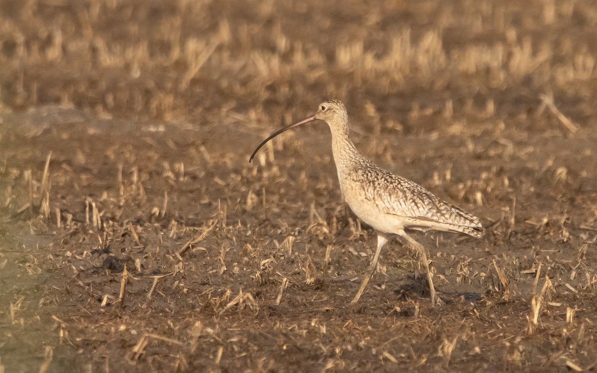 Long-billed Curlew - ML559186461