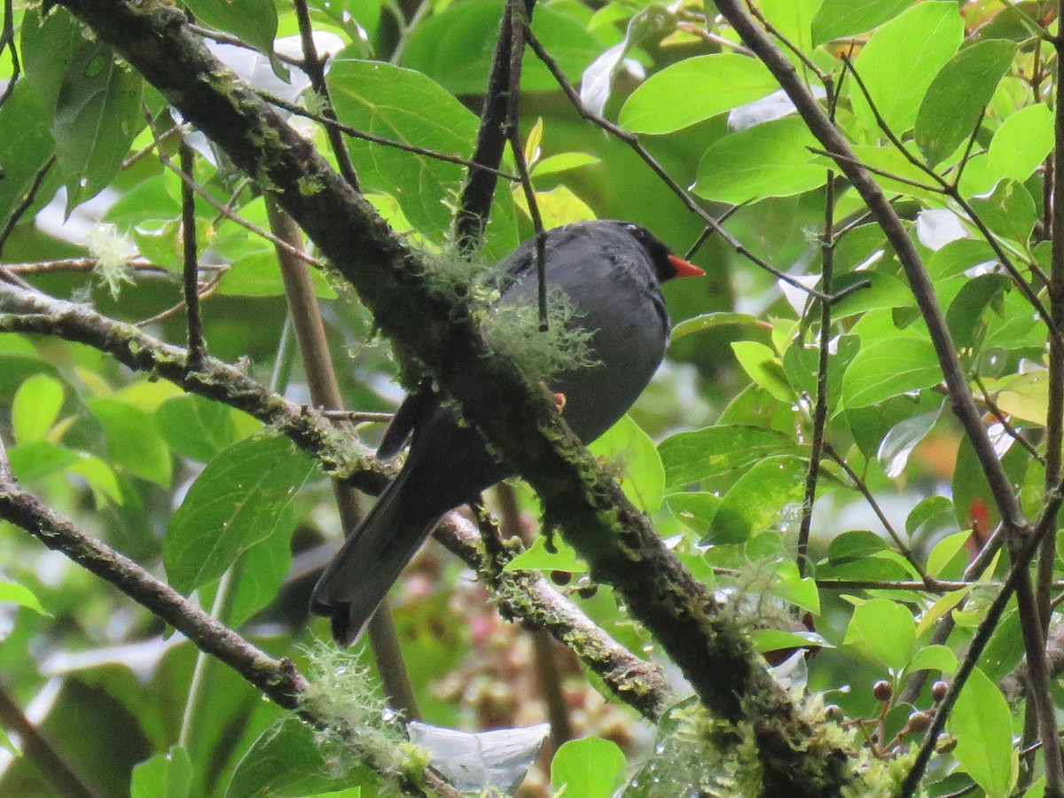 Black-faced Solitaire - ML55918731