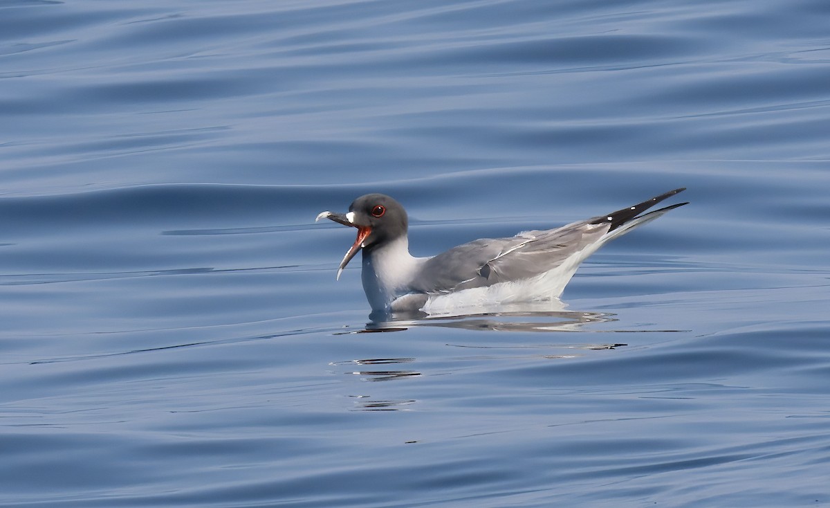 Swallow-tailed Gull - ML559188071