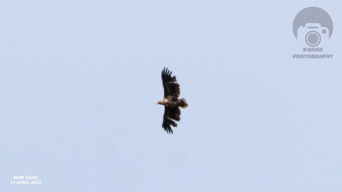 White-tailed Eagle - ML559188751