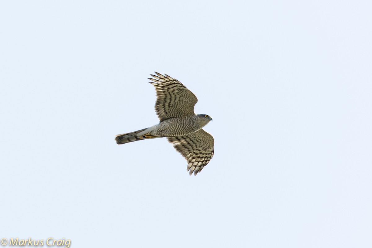 Eurasian Sparrowhawk - ML55918981
