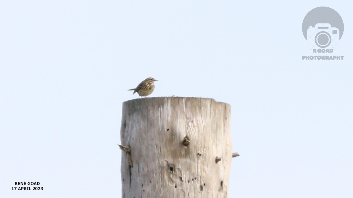 Meadow Pipit - ML559189861