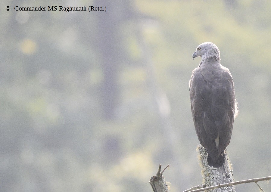 Gray-headed Fish-Eagle - MS Raghunath