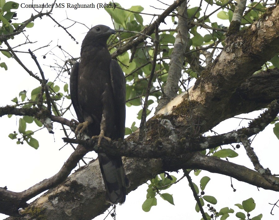 Oriental Honey-buzzard (Northern) - MS Raghunath