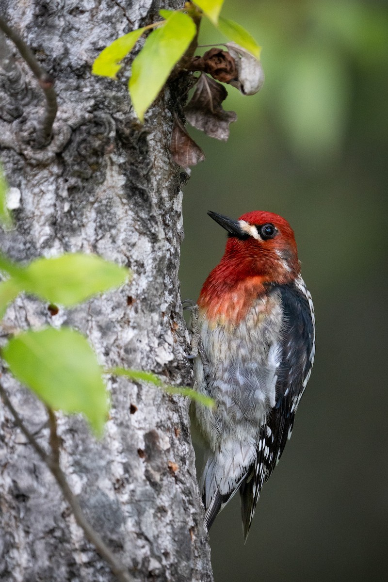 Red-breasted Sapsucker - ML559195491