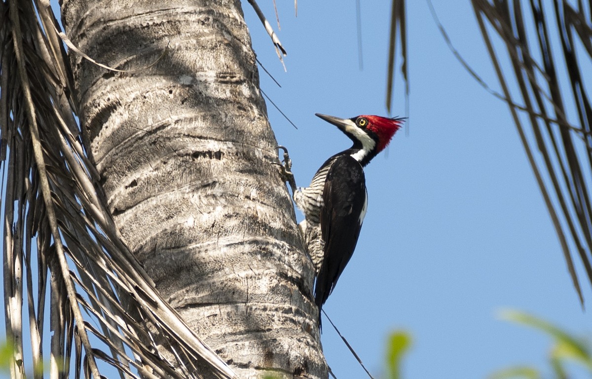 Crimson-crested Woodpecker - ML559198131