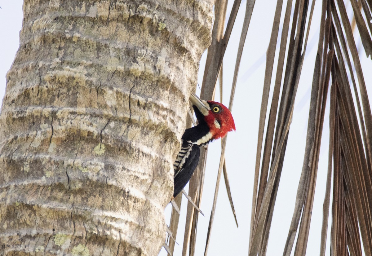 Crimson-crested Woodpecker - ML559198151