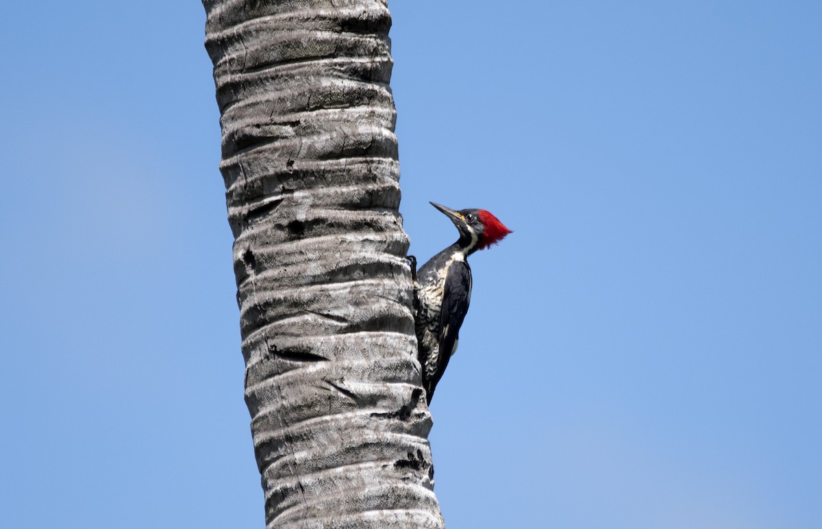 Lineated Woodpecker - ML559198241