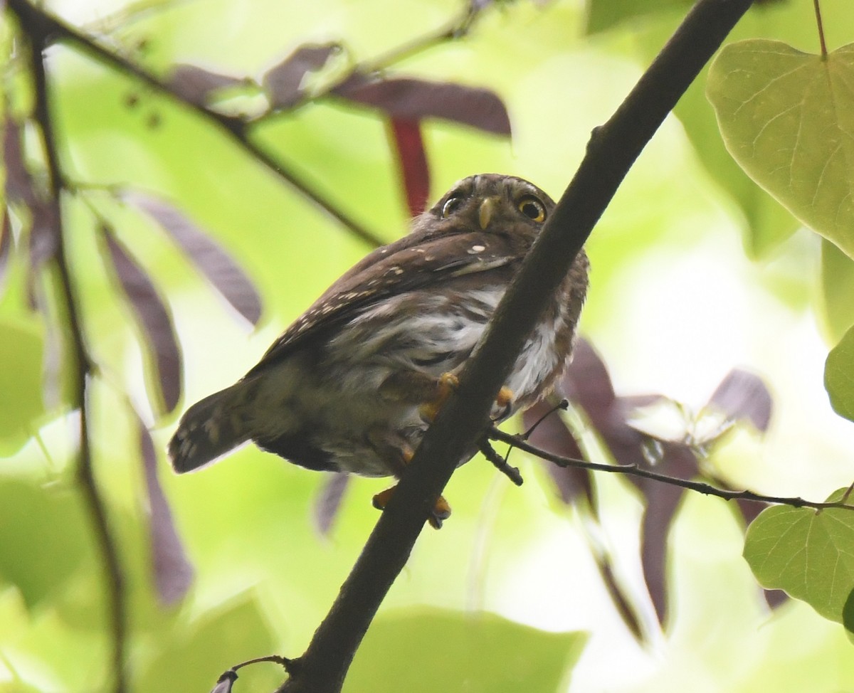 Tamaulipas Pygmy-Owl - ML559199031