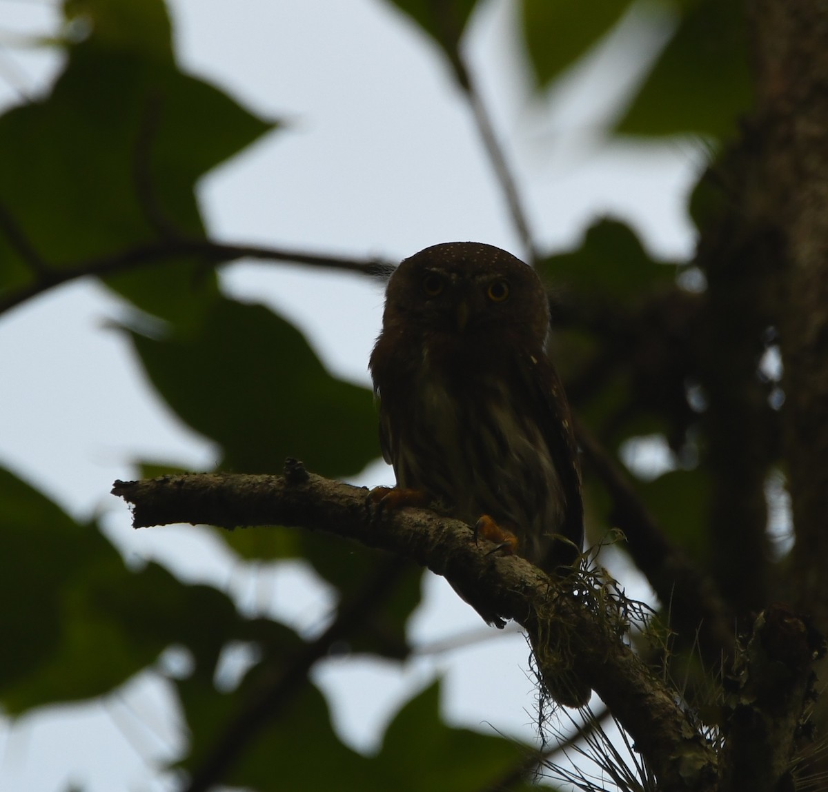 Tamaulipas Pygmy-Owl - ML559199041