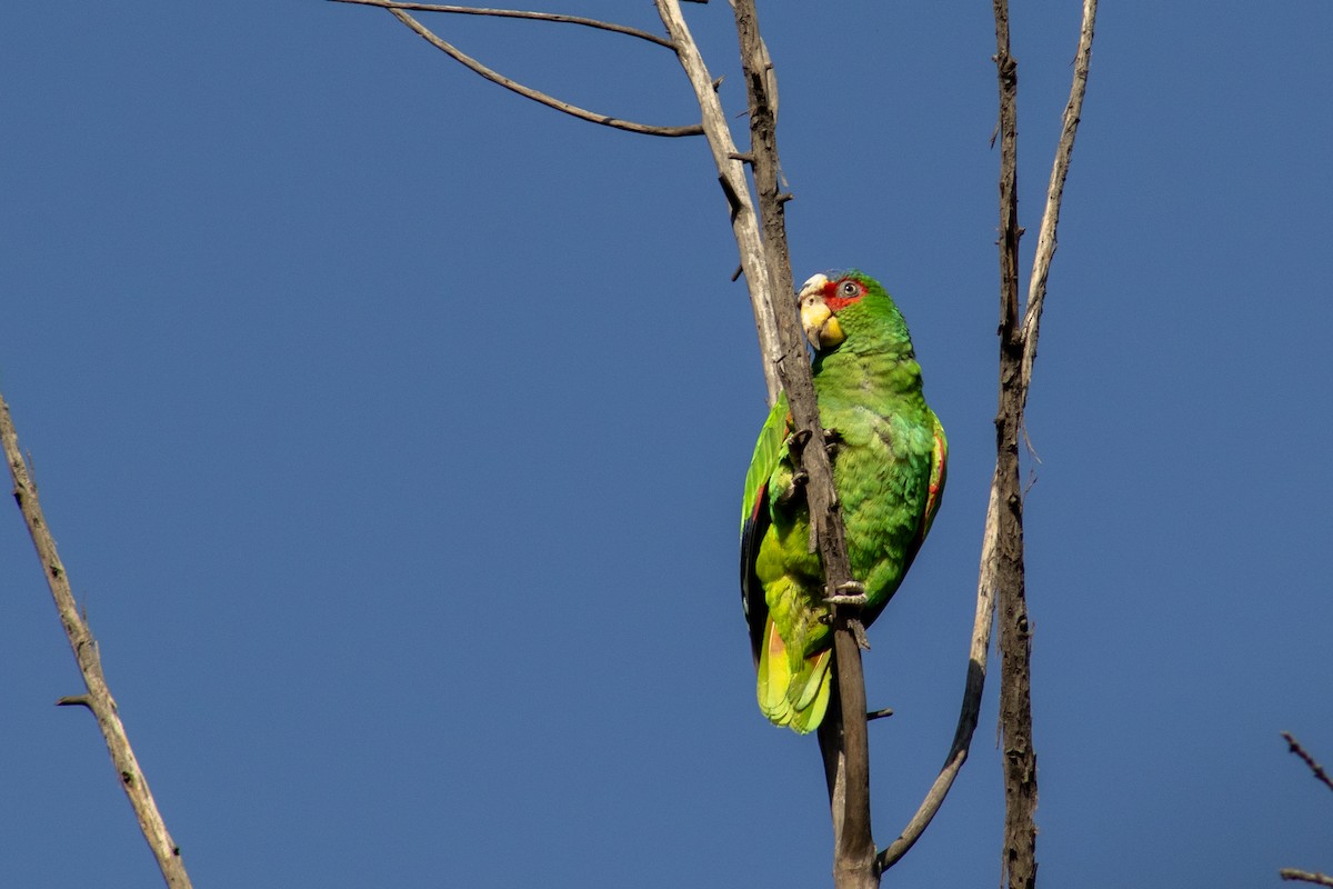 White-fronted Parrot - ML559199111