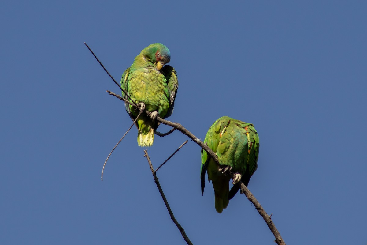 White-fronted Parrot - ML559199151