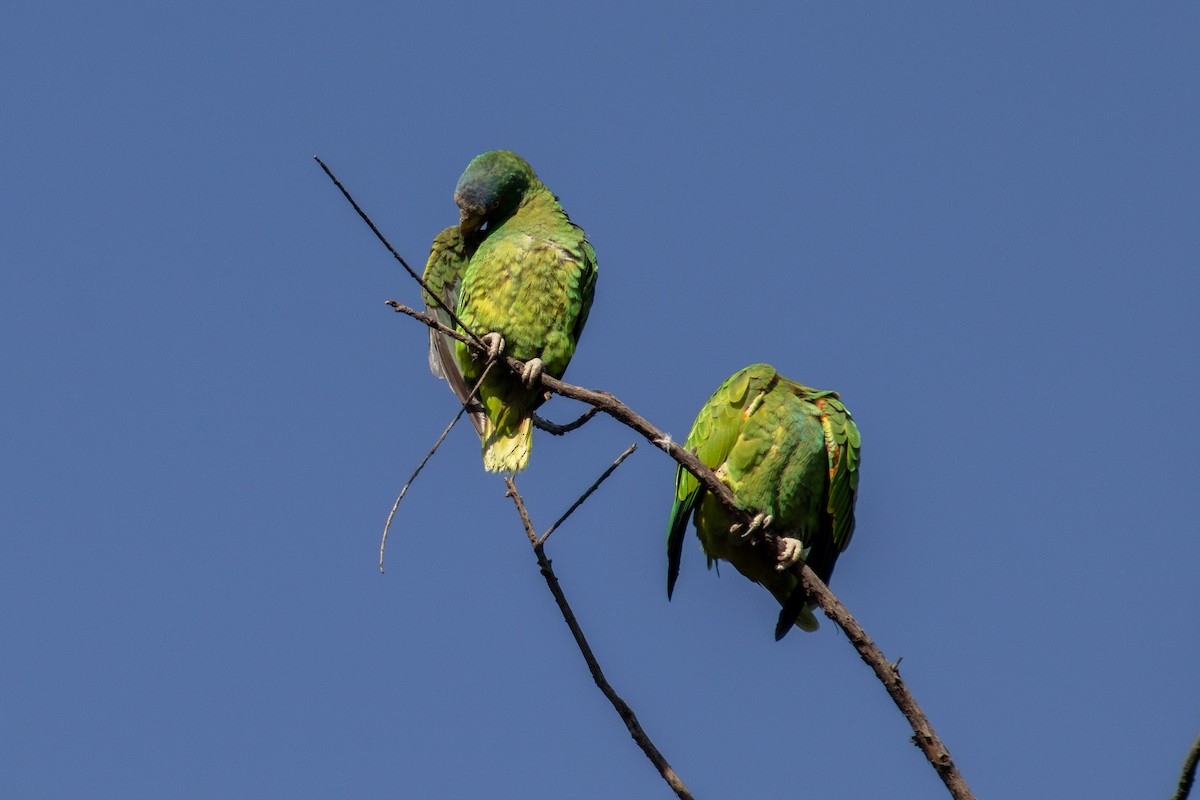 White-fronted Parrot - ML559199171