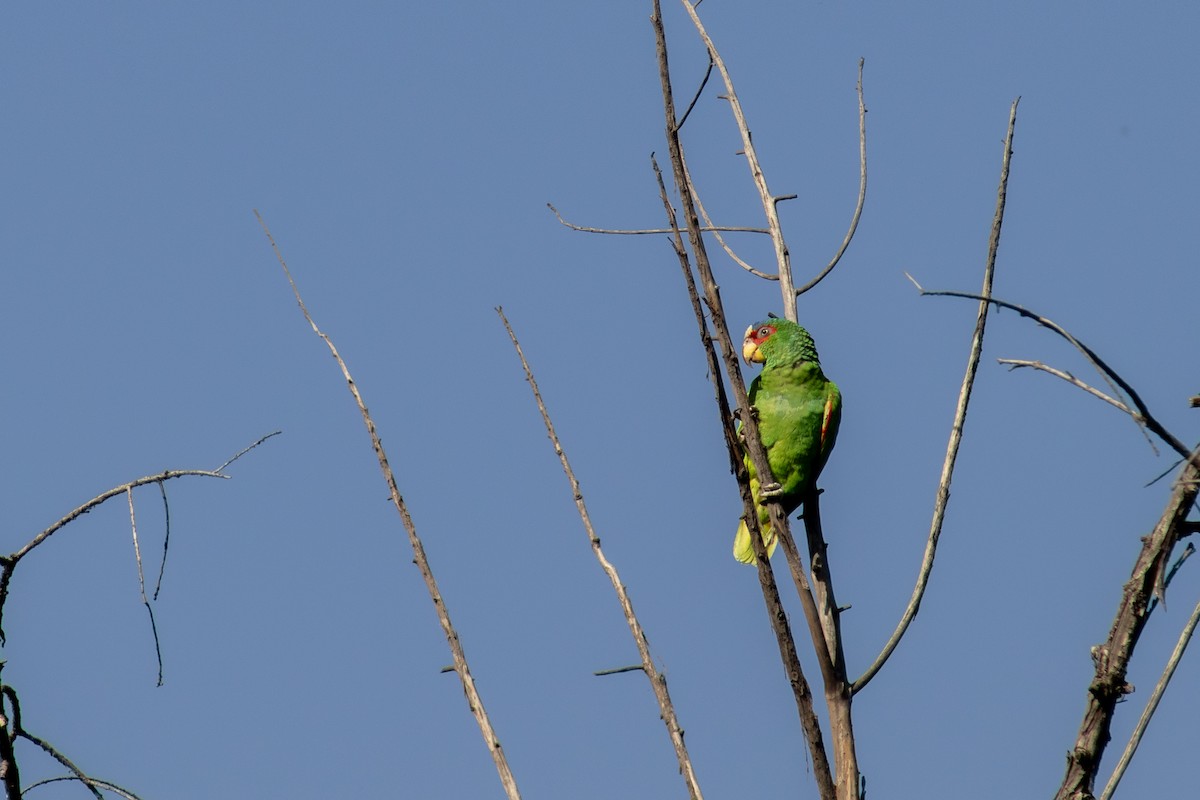White-fronted Parrot - ML559199221