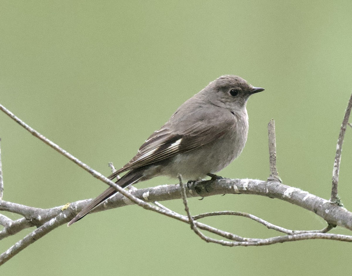 Townsend's Solitaire - ML559200261