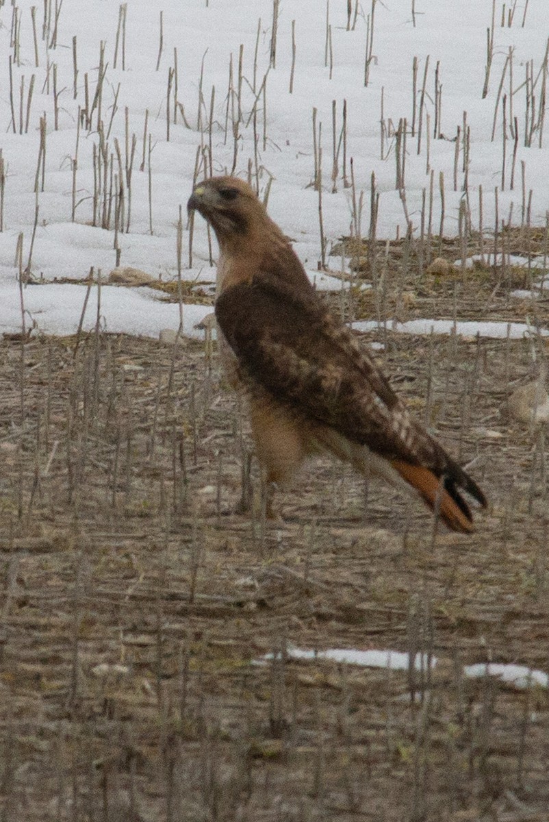 Red-tailed Hawk - ML559212161