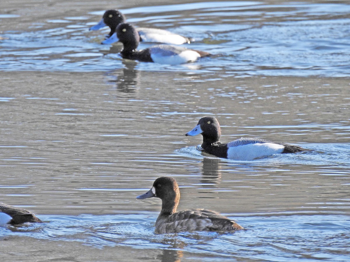 Greater Scaup - ML559215801