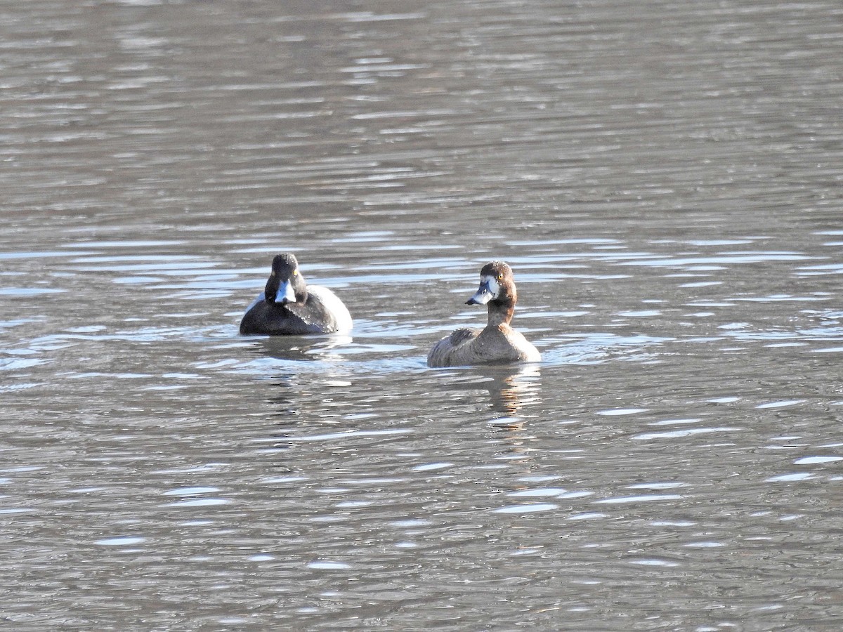 Greater Scaup - ML559215821