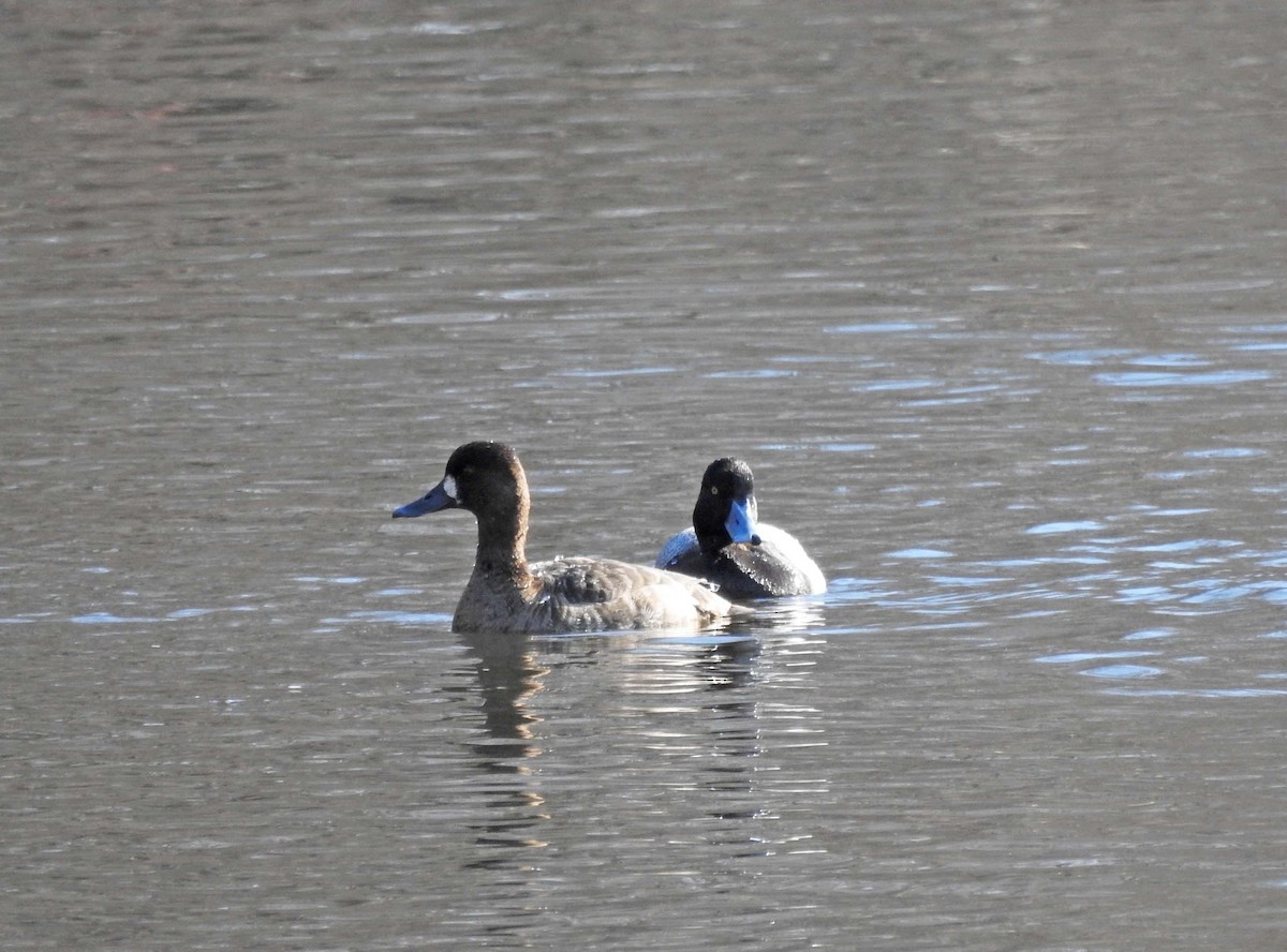 Greater Scaup - ML559215841