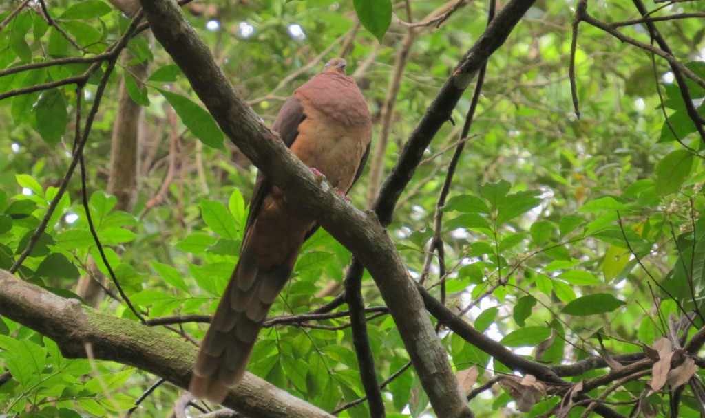 Brown Cuckoo-Dove - ML55922411