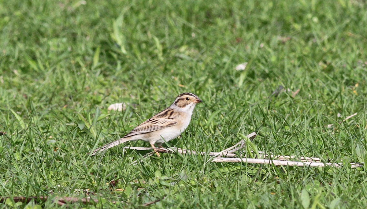 Clay-colored Sparrow - Geoffrey A. Williamson