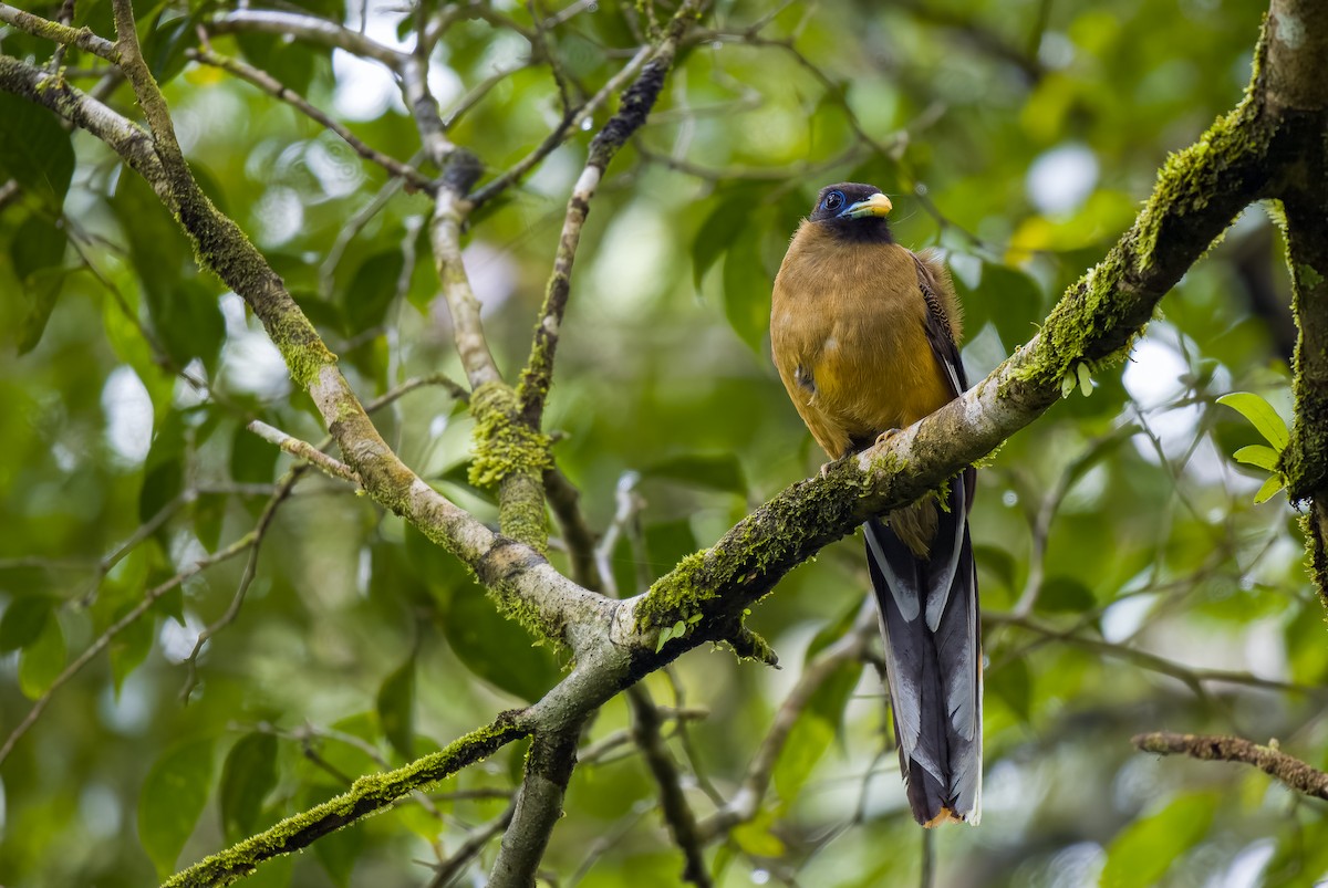 Philippine Trogon - Forest Botial-Jarvis