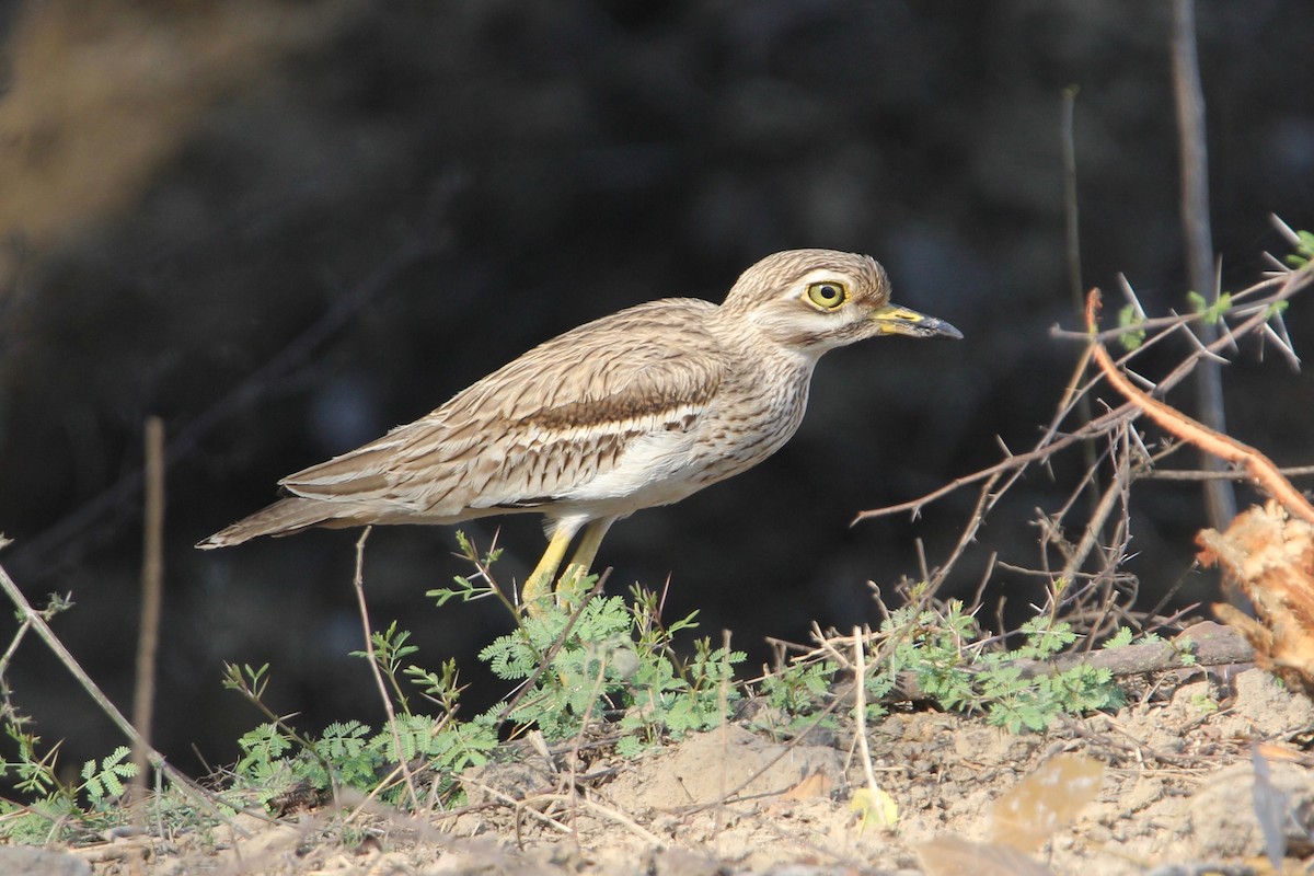 Indian Thick-knee - ML55922491