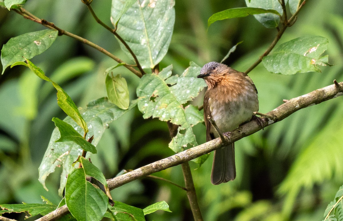Philippine Bulbul - Forest Botial-Jarvis