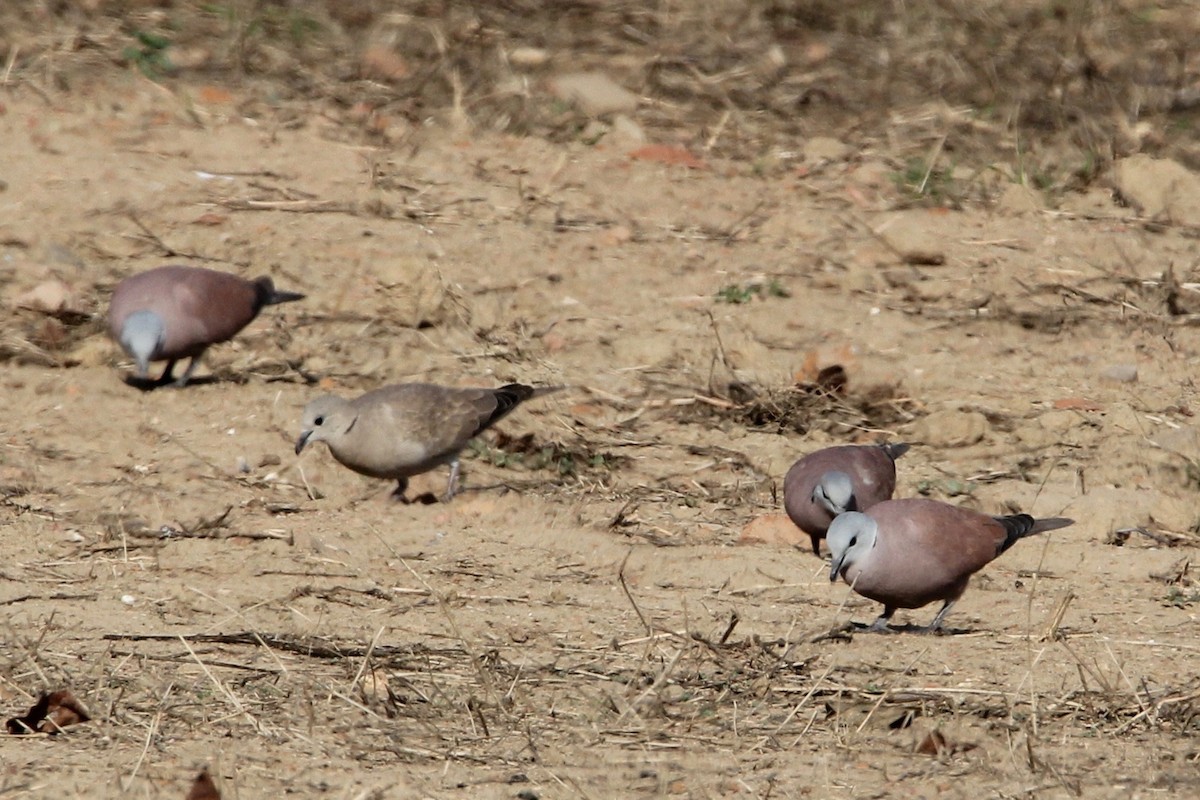 Red Collared-Dove - ML55922591