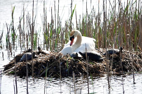 Mute Swan - Karen Thompson