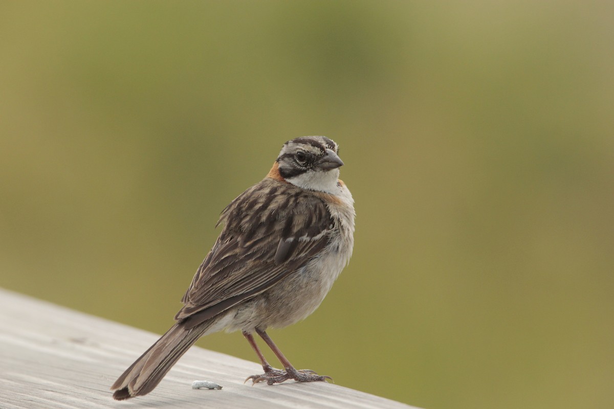 Rufous-collared Sparrow - JESSICA ARRIGORRIA