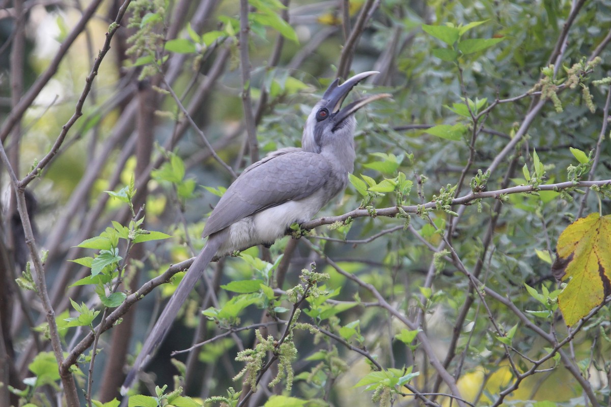 Indian Gray Hornbill - ML55922801
