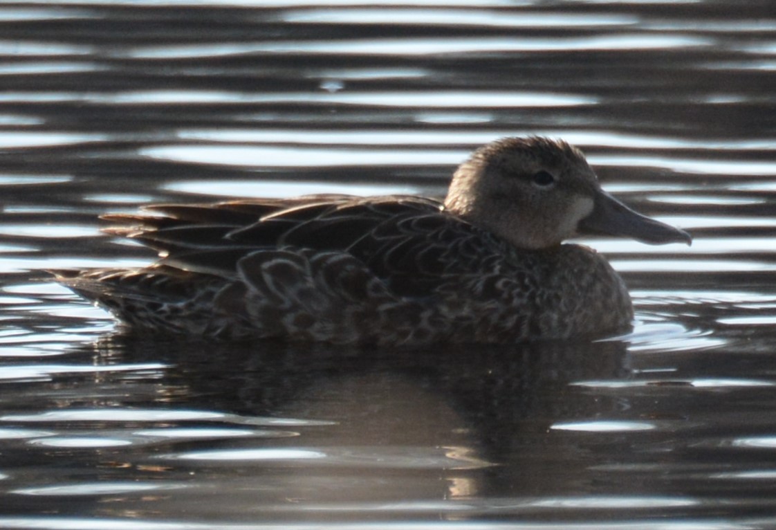 Blue-winged Teal - ML559230651