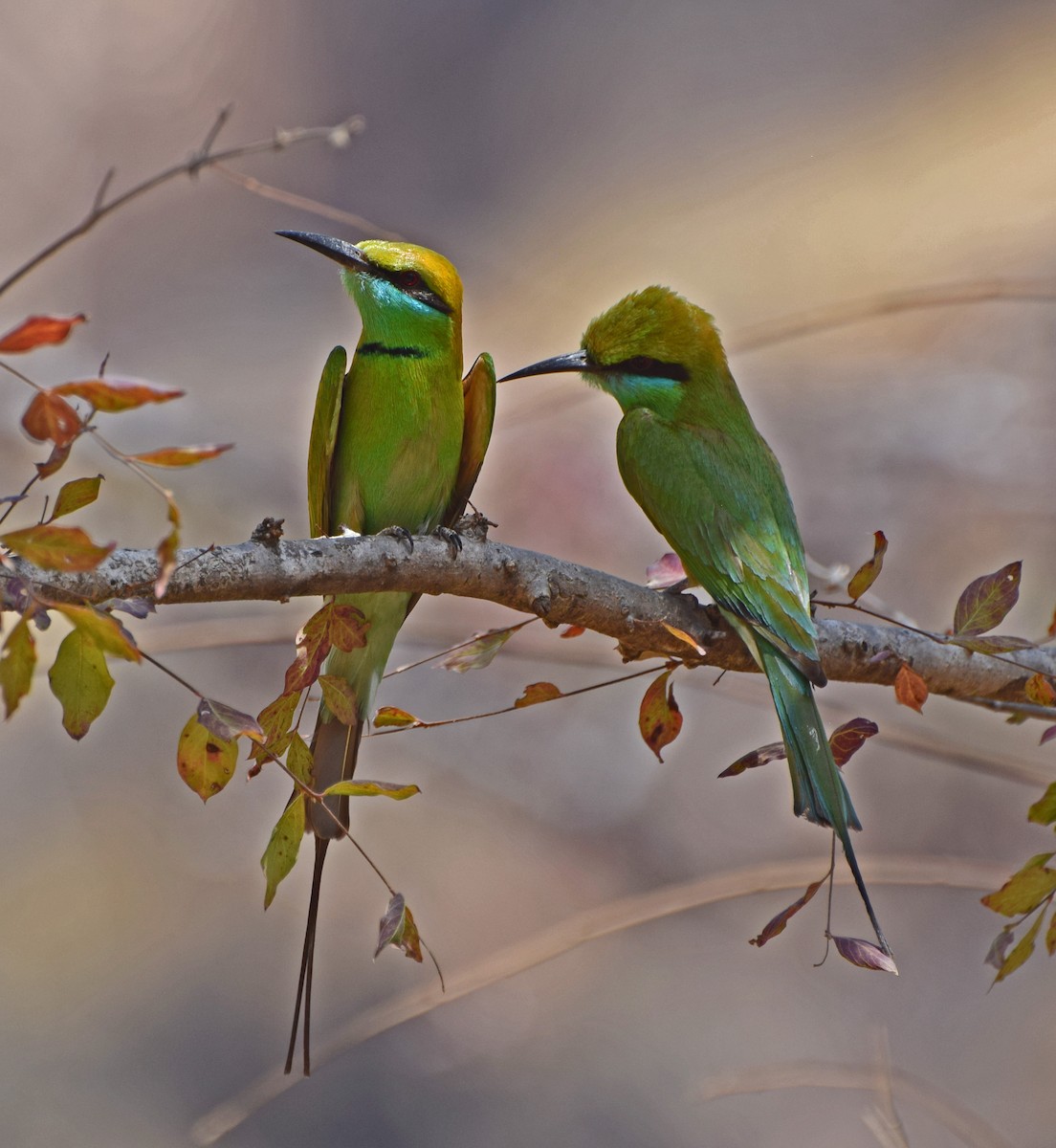 Asian Green Bee-eater - John Bruin
