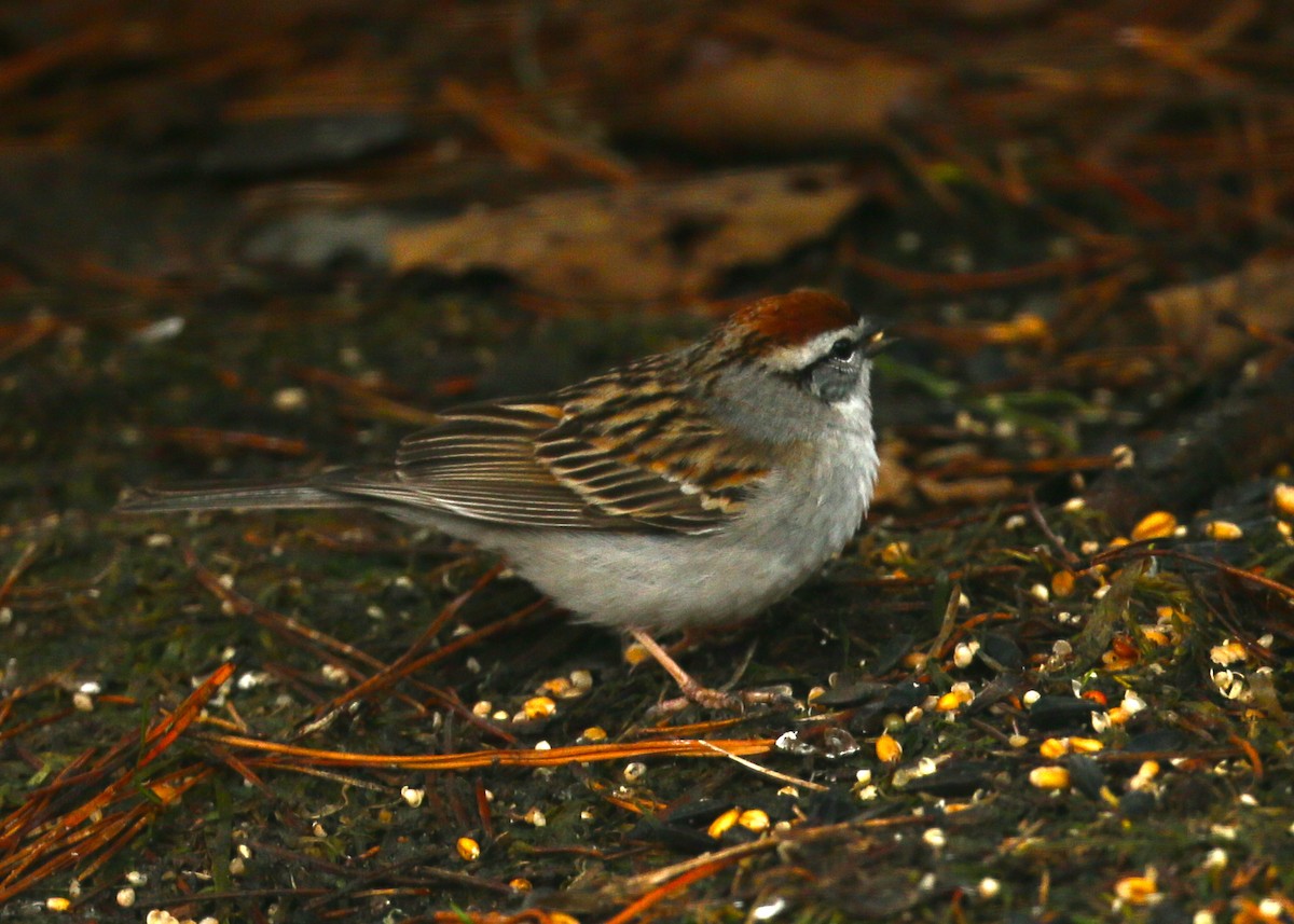 Chipping Sparrow - ML55923941