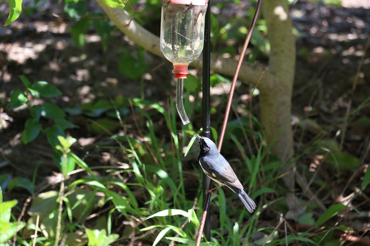 Black-throated Blue Warbler - ML559242871