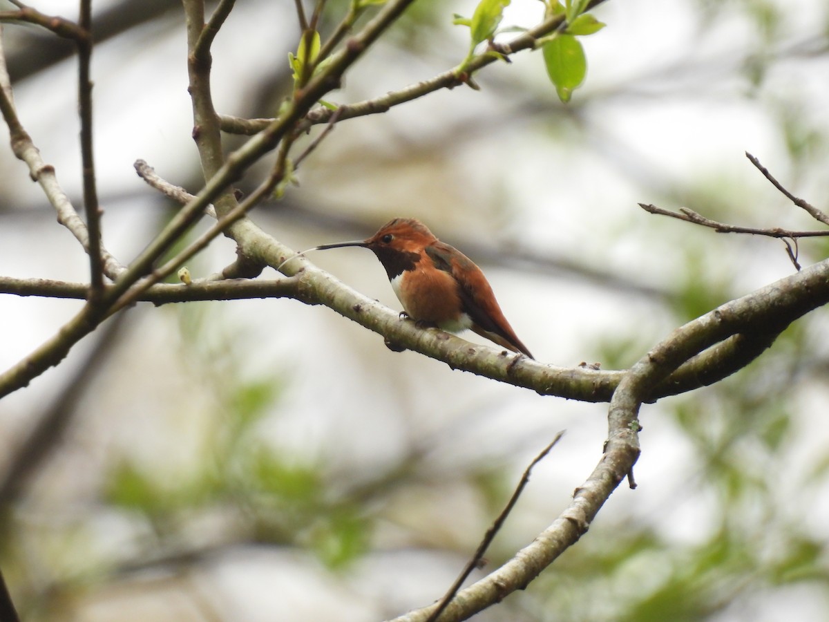 Rufous Hummingbird - ML559245201