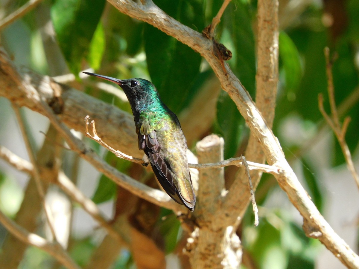 Blue-throated Goldentail - ML559246921