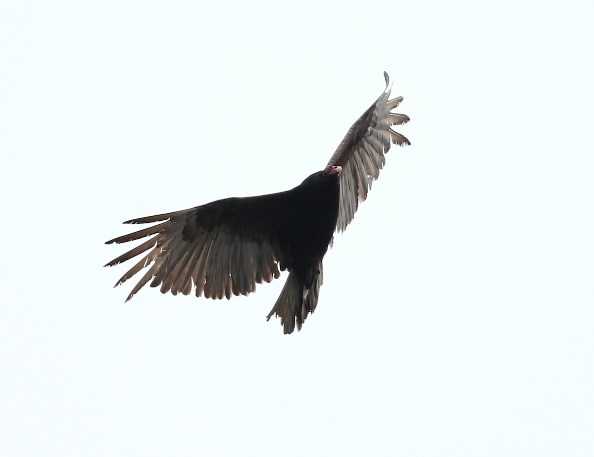 Turkey Vulture - ML55924851