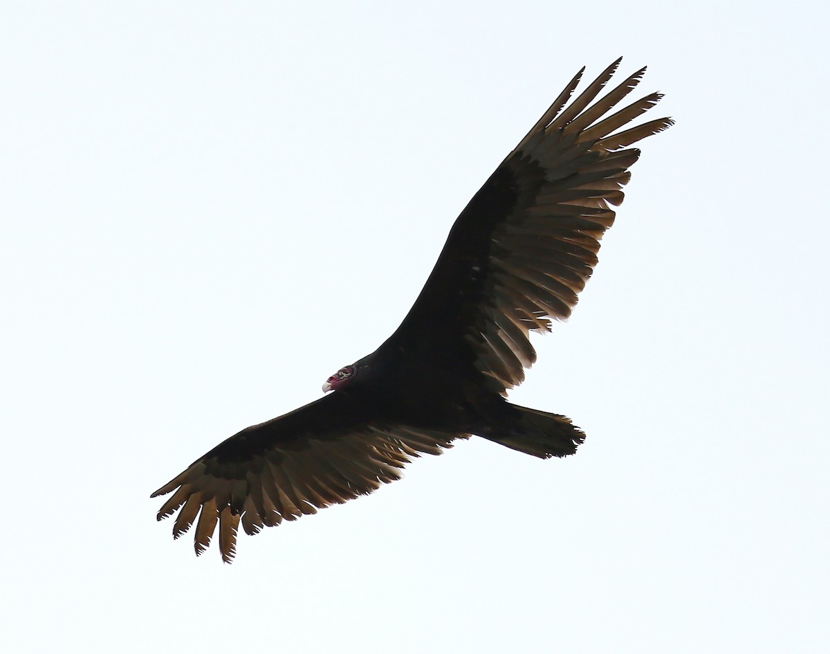 Turkey Vulture - ML55924861