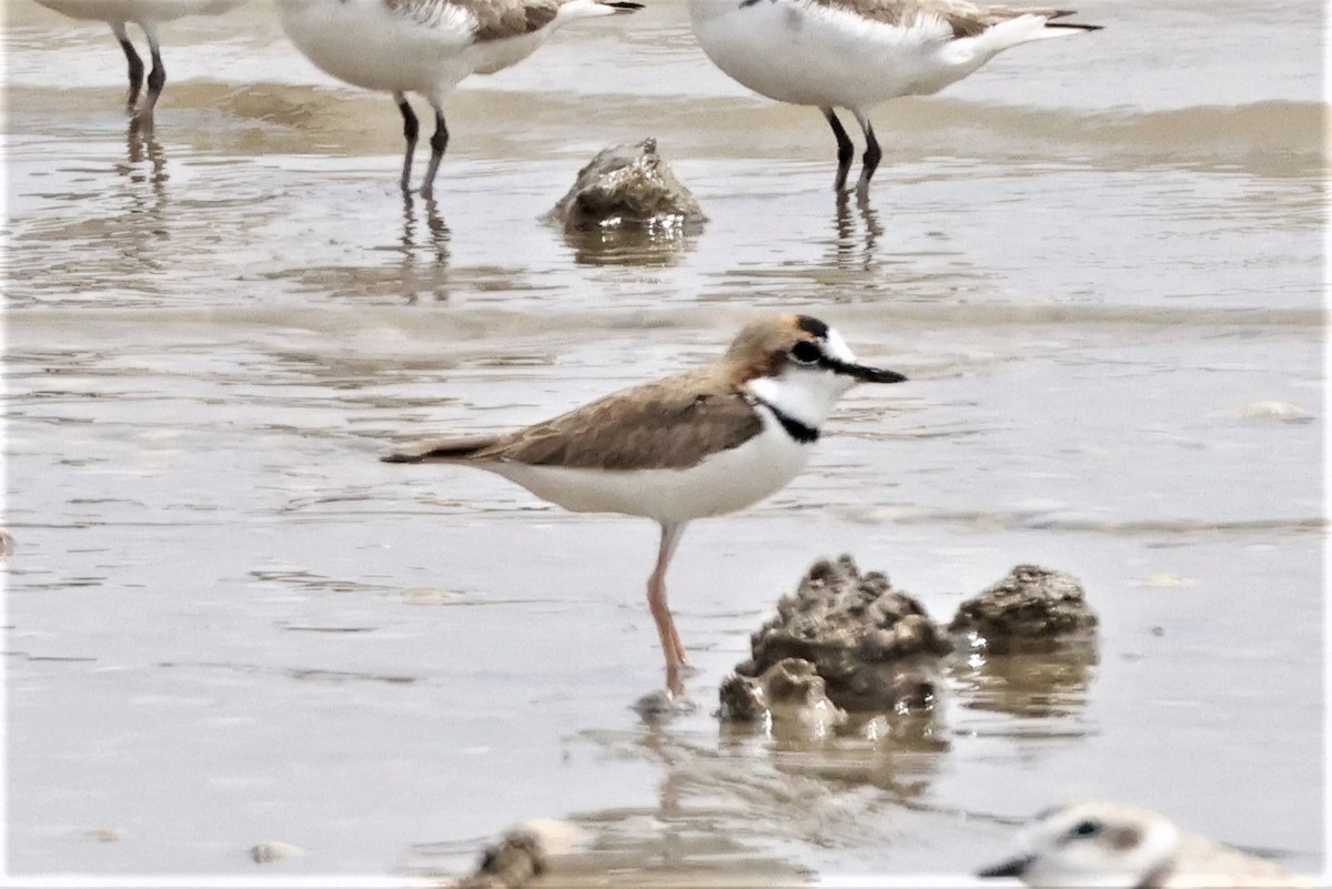 Collared Plover - ML559252631