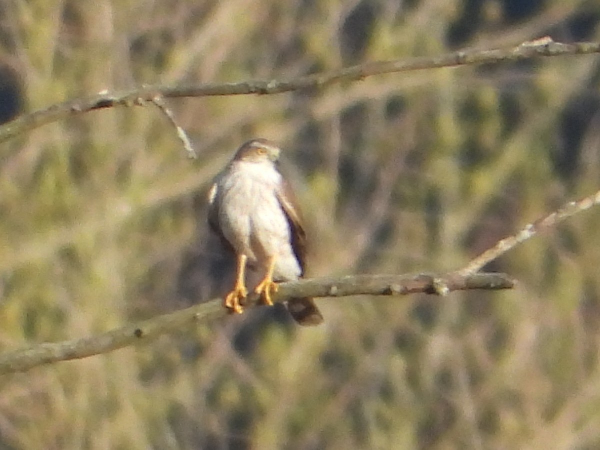 eBird Checklist 1 Apr 2023 BP Gas Station/Surrounding Fields