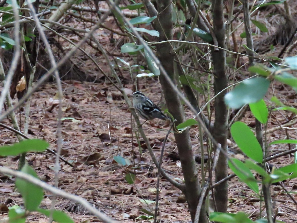 Black-and-white Warbler - ML559258281