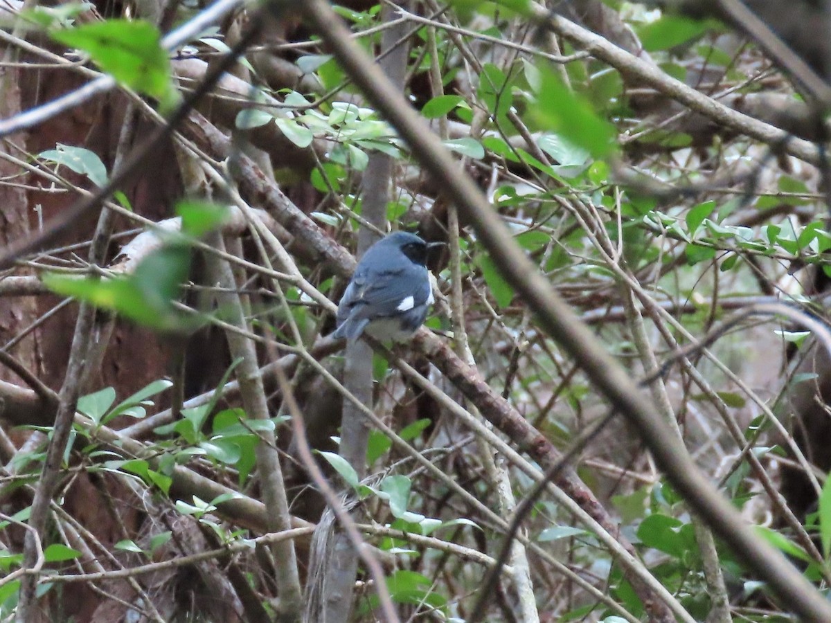 Black-throated Blue Warbler - ML559258811